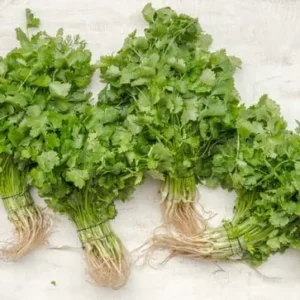 Coriander Leaves