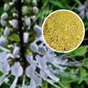 Poonai Meesai Powder | பூனை மீசை பொடி