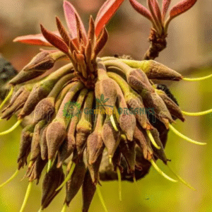 Iluppai Poo | இலுப்பை பூ