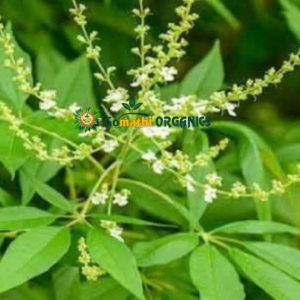 Nochi Ilai | நொச்சி இலை