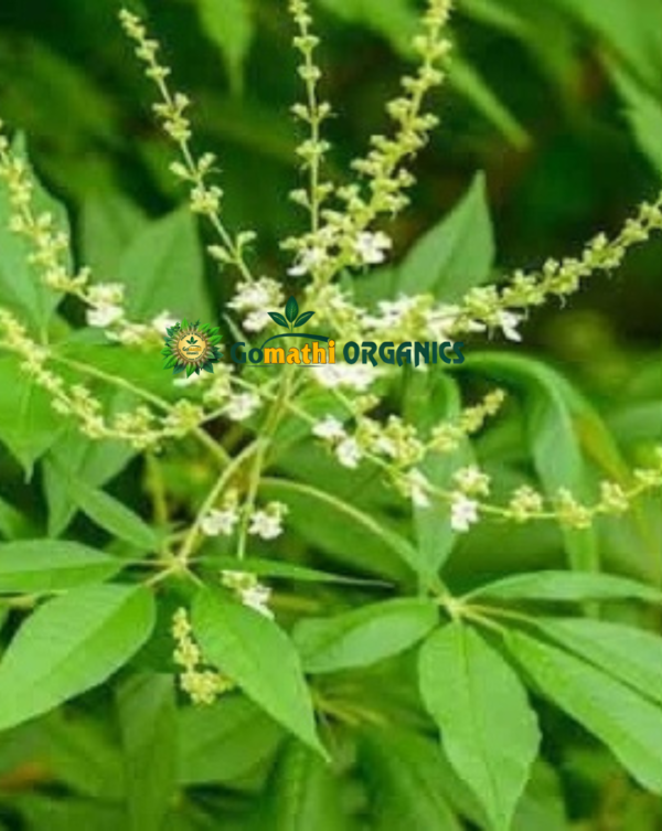 Nochi Ilai | நொச்சி இலை