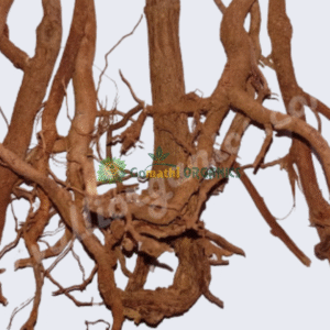 Thuthi Roots | துத்தி வேர்