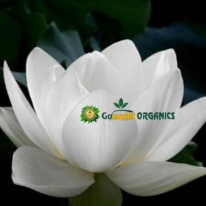White Lotus Flower| வெண்தாமரை பூ