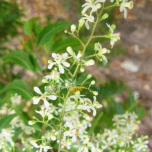 Veppam Poo | வேப்பம் பூ