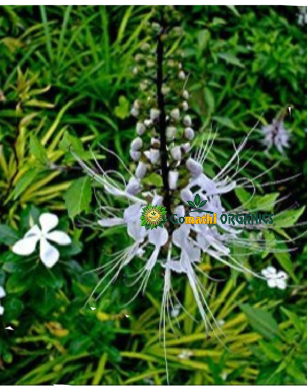 Poonai Meesai Leaf | பூனை மீசை