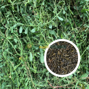 Mudhiyaar Koondhal Powder | Skunk Vine Powder | முதியார் கூந்தல் பொடி