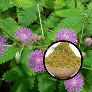 Thotta Sinungi PowderSensitive  | Plant Powder | தொட்டா சிணுங்கி பொடி