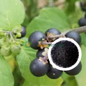 Manathakkali Powder / Black Nightshade powder | மணத்தக்காளி பொடி