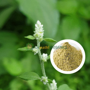 Sirupeelai Powder /  சிறுபீளை பொடி /Mountain Knot Grass powder