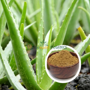 Aloe Vera Powder | கற்றாழைப் பொடி