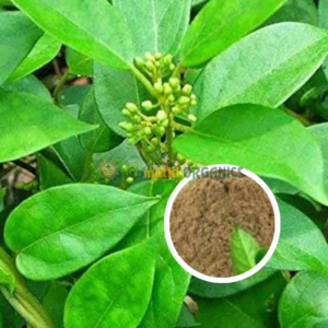 Sirukurinjan Powder | சிறுகுறிஞ்சான் பொடி