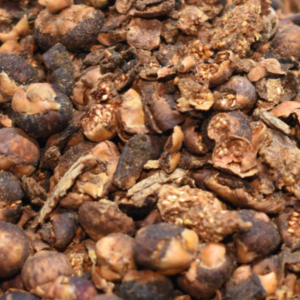 Aala Vithai / Bargad Seeds