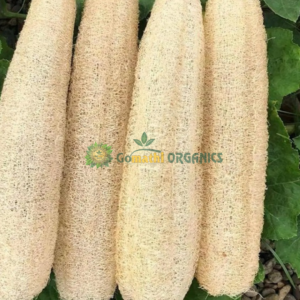 Natural Ridge Gourd Scrubbe / பீர்க்கங்காய் நார் - pack of 5