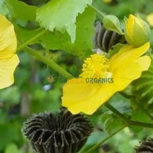 Thuthi Leaves / துத்தி இலை