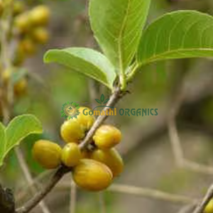 kadal azhinjil / கடல் அழிஞ்சில்